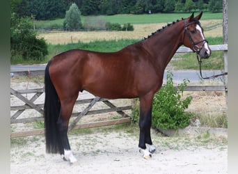 Holsteiner, Ruin, 5 Jaar, 166 cm, Donkerbruin