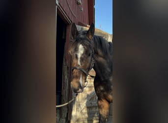 Holsteiner, Ruin, 5 Jaar, 167 cm, Bruin