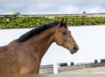 Holsteiner, Ruin, 5 Jaar, 168 cm, Bruin