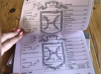 Holsteiner, Ruin, 5 Jaar, 168 cm