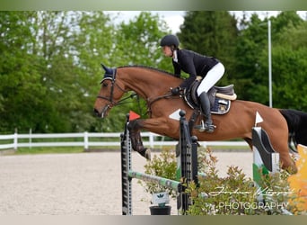 Holsteiner, Ruin, 5 Jaar, 169 cm, Bruin