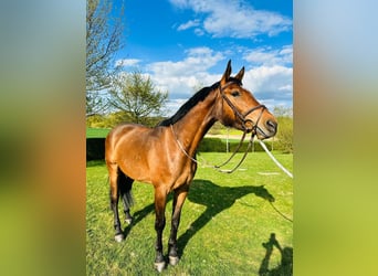 Holsteiner, Ruin, 5 Jaar, 169 cm, Bruin
