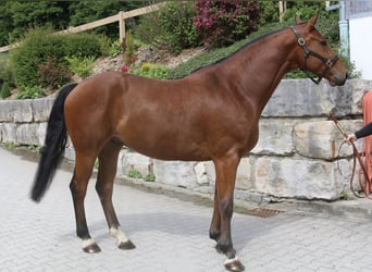 Holsteiner, Ruin, 5 Jaar, 169 cm, Lichtbruin