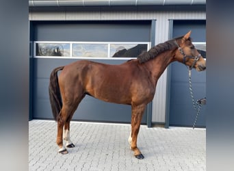 Holsteiner, Ruin, 5 Jaar, 169 cm, Vos