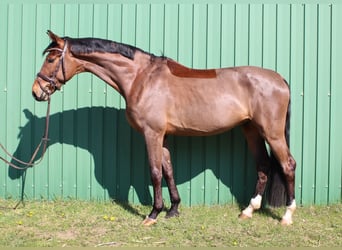 Holsteiner, Ruin, 5 Jaar, 170 cm, Brauner