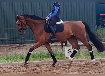 Holsteiner, Ruin, 5 Jaar, 170 cm, Brauner