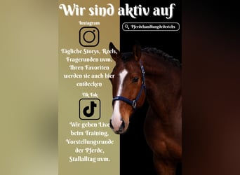 Holsteiner, Ruin, 5 Jaar, 170 cm, Bruin