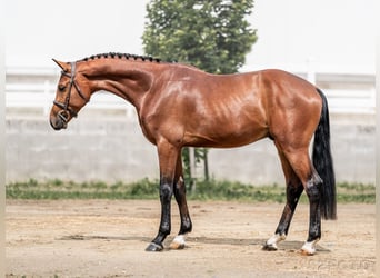 Holsteiner, Ruin, 5 Jaar, 170 cm, Roodbruin