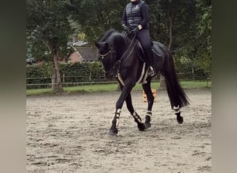 Holsteiner, Ruin, 5 Jaar, 170 cm, Zwart