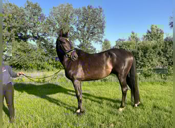 Holsteiner, Ruin, 5 Jaar, 170 cm, Zwartbruin