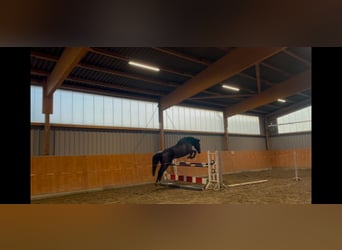 Holsteiner, Ruin, 5 Jaar, 172 cm, Bruin