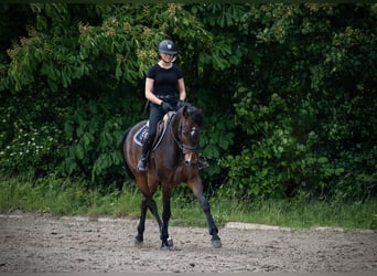 Holsteiner, Ruin, 5 Jaar, 172 cm, Bruin