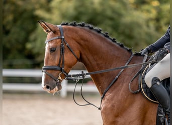 Holsteiner, Ruin, 5 Jaar, 172 cm, Roodbruin
