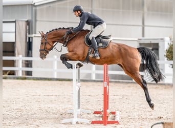Holsteiner, Ruin, 5 Jaar, 172 cm, Roodbruin
