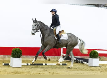 Holsteiner, Ruin, 5 Jaar, 174 cm, kan schimmel zijn