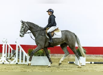 Holsteiner, Ruin, 5 Jaar, 174 cm, kan schimmel zijn