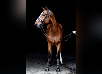 Holsteiner, Ruin, 5 Jaar, 175 cm, Brauner