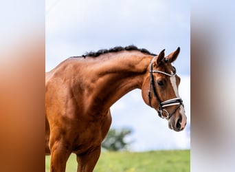Holsteiner, Ruin, 5 Jaar, 177 cm, Bruin