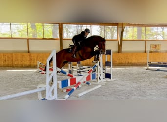 Holsteiner, Wallach, 5 Jahre, 178 cm, Brauner