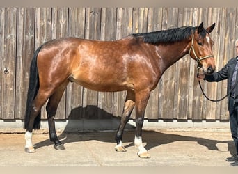 Holsteiner, Ruin, 5 Jaar, Bruin
