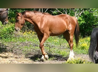 Holsteiner Mix, Ruin, 6 Jaar, 160 cm, Roodbruin