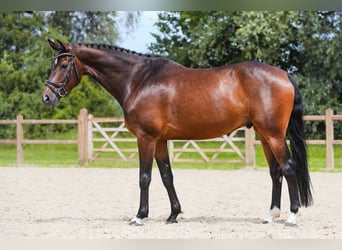 Holsteiner, Ruin, 6 Jaar, 165 cm, Bruin