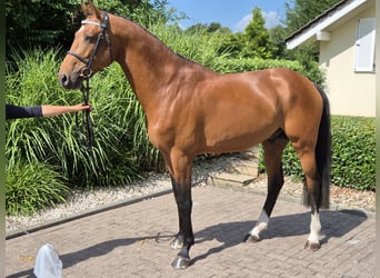 Holsteiner, Ruin, 6 Jaar, 167 cm, Bruin