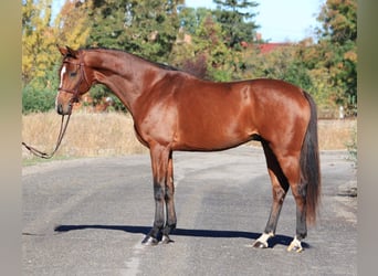 Holsteiner, Ruin, 6 Jaar, 167 cm, Roodbruin