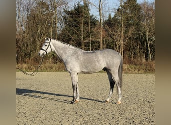 Holsteiner, Ruin, 6 Jaar, 167 cm