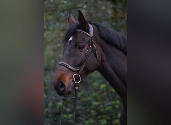 Holsteiner, Ruin, 6 Jaar, 168 cm, Bruin