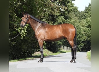 Holsteiner, Ruin, 6 Jaar, 168 cm, Bruin