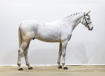 Holsteiner, Ruin, 6 Jaar, 168 cm