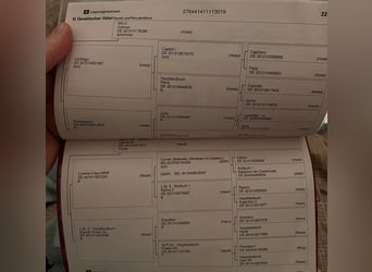 Holsteiner, Ruin, 6 Jaar, 168 cm, Vos