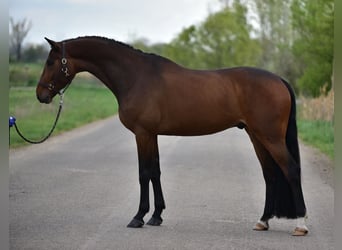 Holsteiner, Ruin, 6 Jaar, 170 cm, Bruin