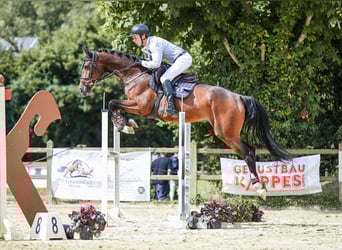 Holsteiner, Ruin, 6 Jaar, 172 cm, Bruin