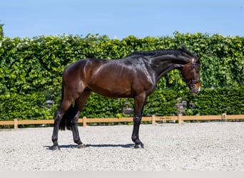 Holsteiner, Ruin, 6 Jaar, 172 cm, Donkerbruin