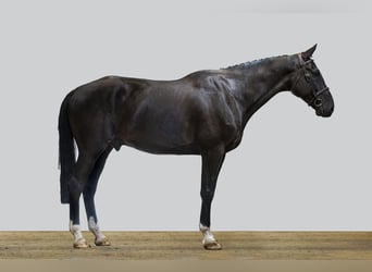 Holsteiner, Ruin, 6 Jaar, 180 cm, Zwart
