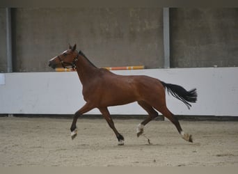 Holsteiner, Ruin, 7 Jaar, 162 cm, Bruin