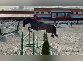 Holsteiner, Ruin, 7 Jaar, 167 cm, Bruin