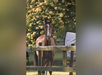 Holsteiner, Ruin, 7 Jaar, 167 cm, Bruin