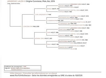 Holsteiner Mix, Ruin, 7 Jaar, 167 cm