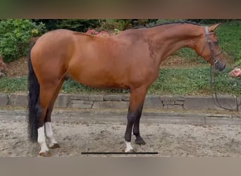 Holsteiner, Ruin, 7 Jaar, 168 cm, Bruin