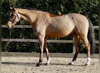 Holsteiner, Ruin, 7 Jaar, 168 cm, Bruin