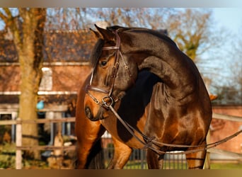 Holsteiner, Ruin, 7 Jaar, 170 cm, Bruin