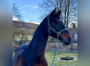 Holsteiner, Ruin, 7 Jaar, 170 cm, Donkerbruin