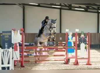 Holsteiner, Ruin, 7 Jaar, 173 cm, Appelschimmel