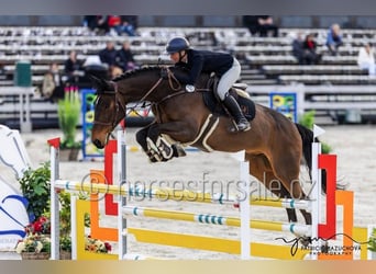 Holsteiner, Ruin, 7 Jaar, 183 cm, Bruin