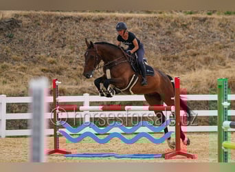 Holsteiner, Ruin, 7 Jaar, 183 cm, Bruin