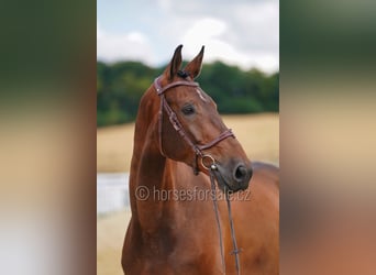 Holsteiner, Ruin, 7 Jaar, 183 cm, Bruin