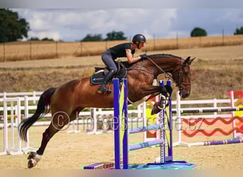 Holsteiner, Ruin, 7 Jaar, 183 cm, Bruin